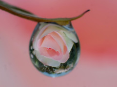 春薔薇の泪