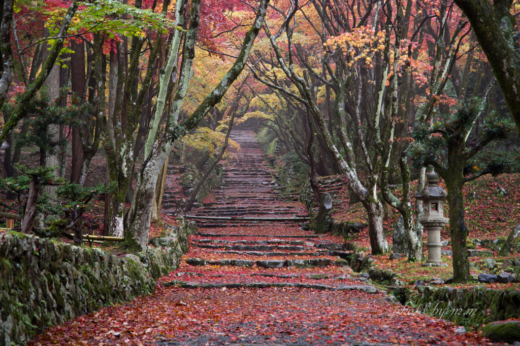 秋色の参道