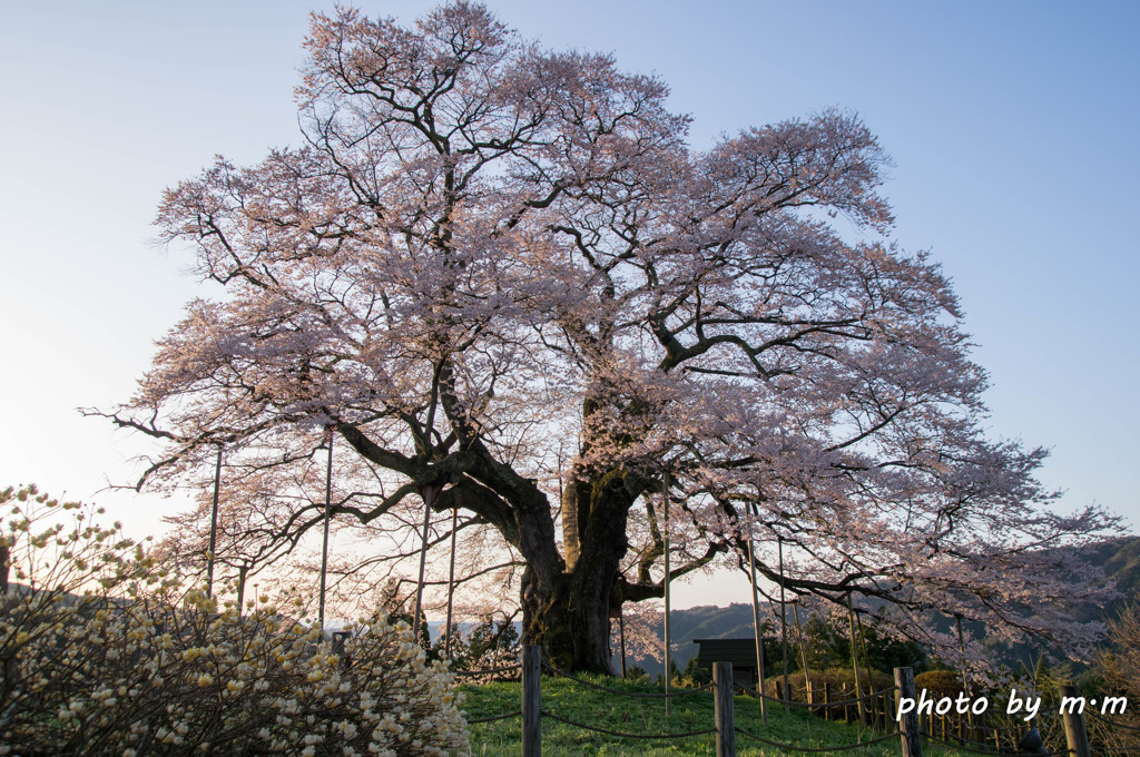 斜陽の桜