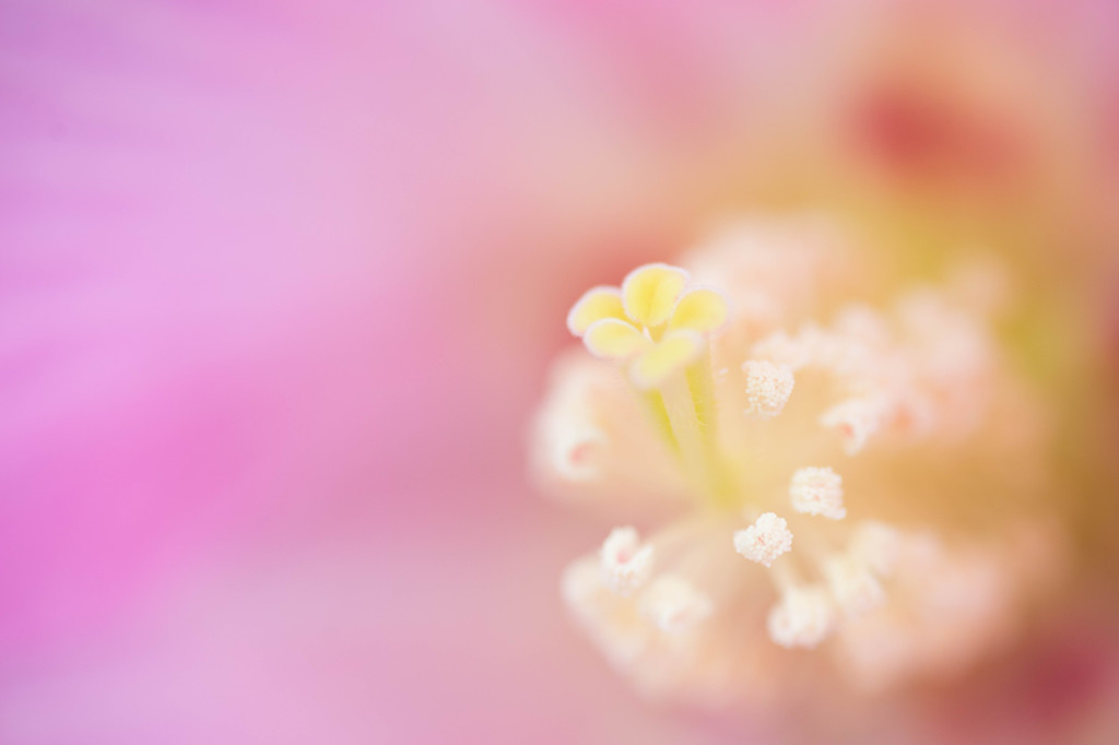 芙蓉の花