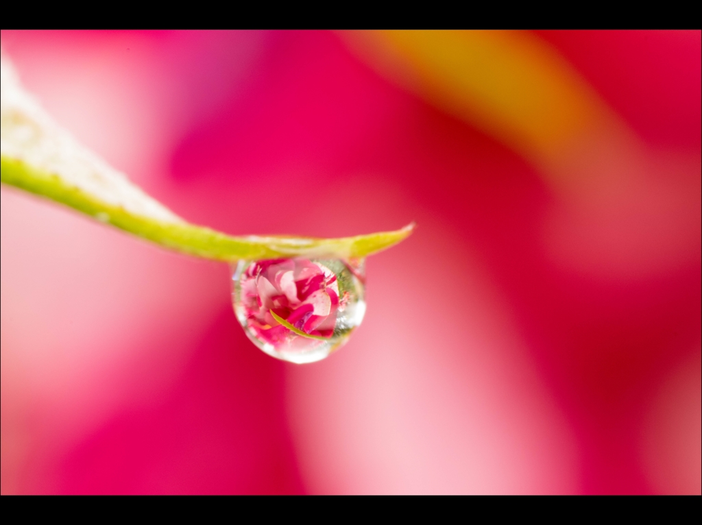 紅の雫