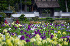 門前の彩り