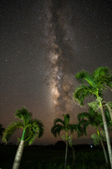 椰子の夜空