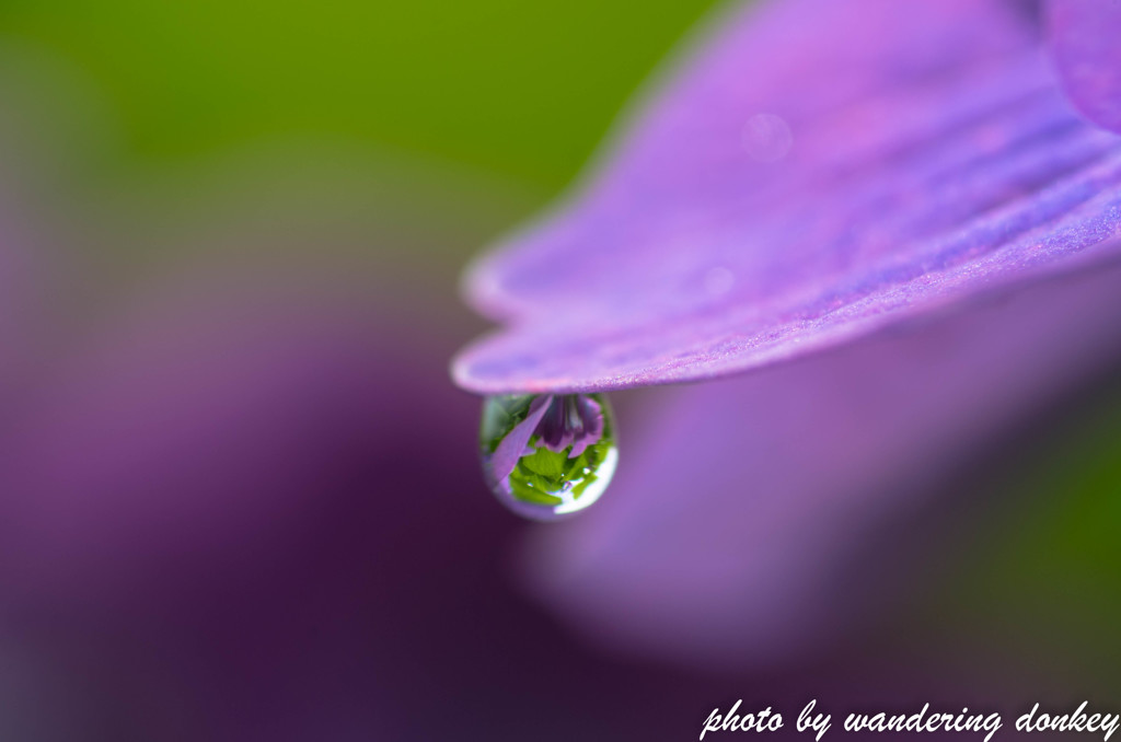 梅雨ひとしずく