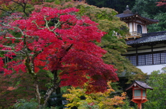 独木の秋