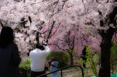 想い出は桜と共に