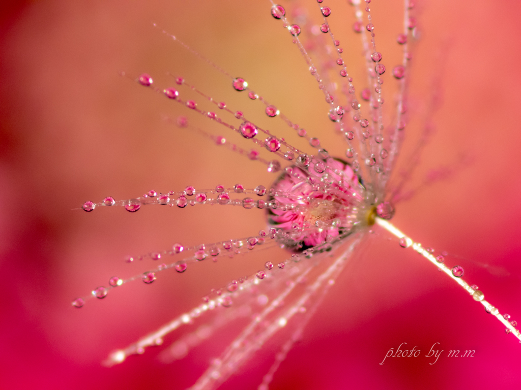 雫に咲く花