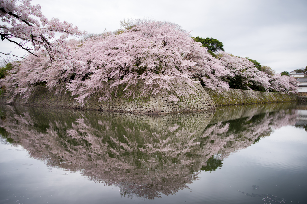 彦根城春景 Ⅱ