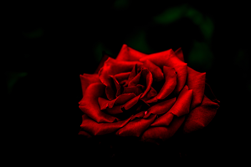 赤い薔薇