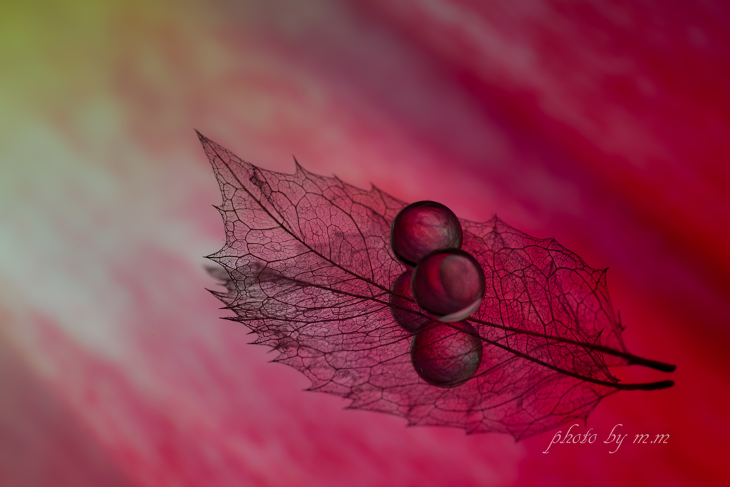 Still Life Ⅰ