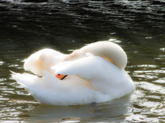白鳥の湖♪
