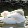 白鳥の湖♪