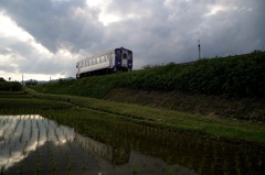 水田を駆け抜ける