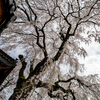 しだれ桜
