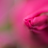 薔薇のくちづけは如何