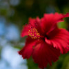 夏を彩る