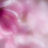 春陽に輝く
