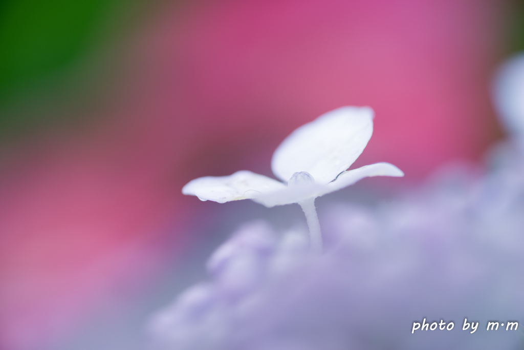雨に輝く花 By ロバミミ Id 写真共有サイト Photohito
