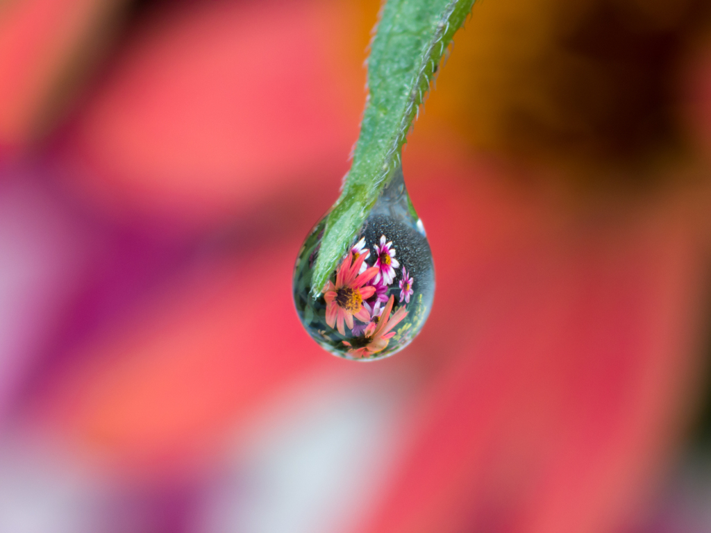 路傍の花