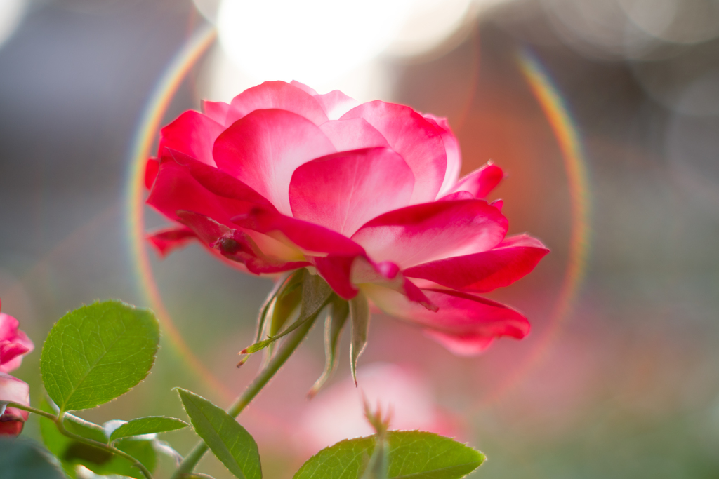 光輪の薔薇
