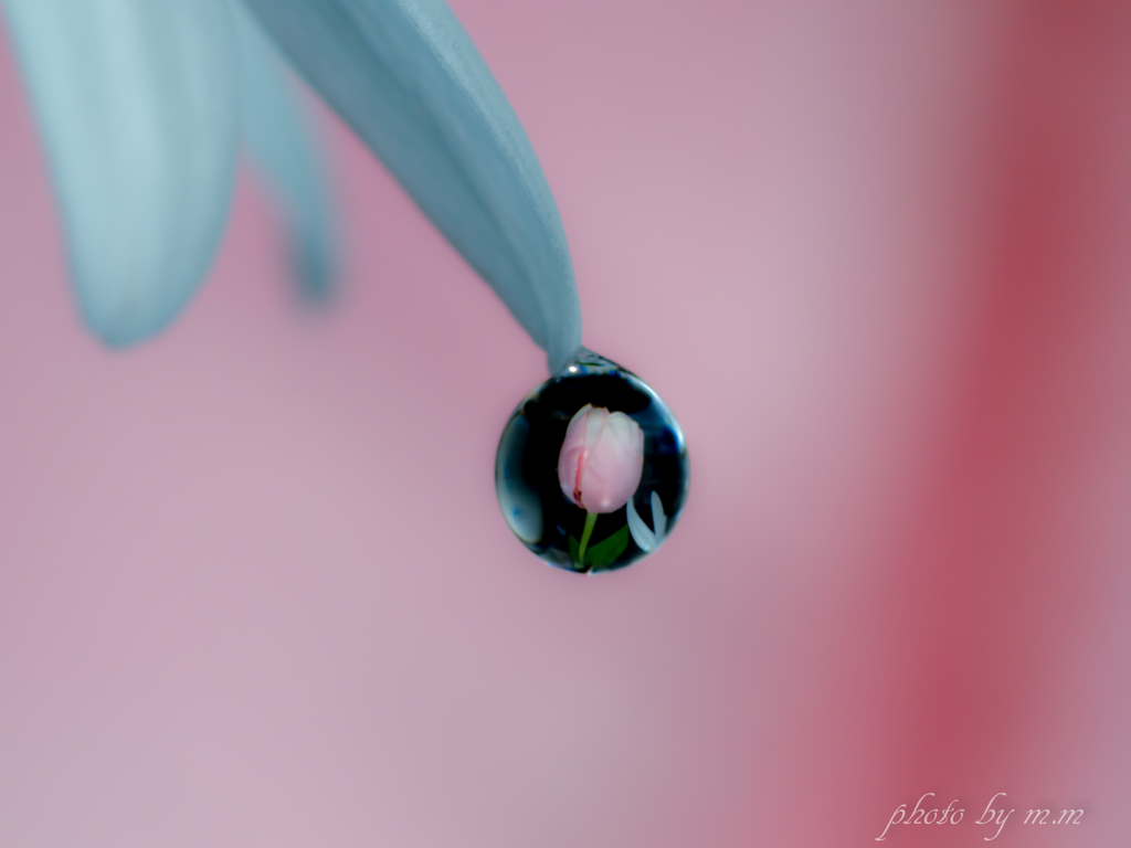 偽りの花