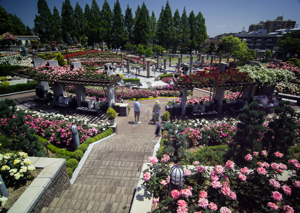 薔薇をながむる人々