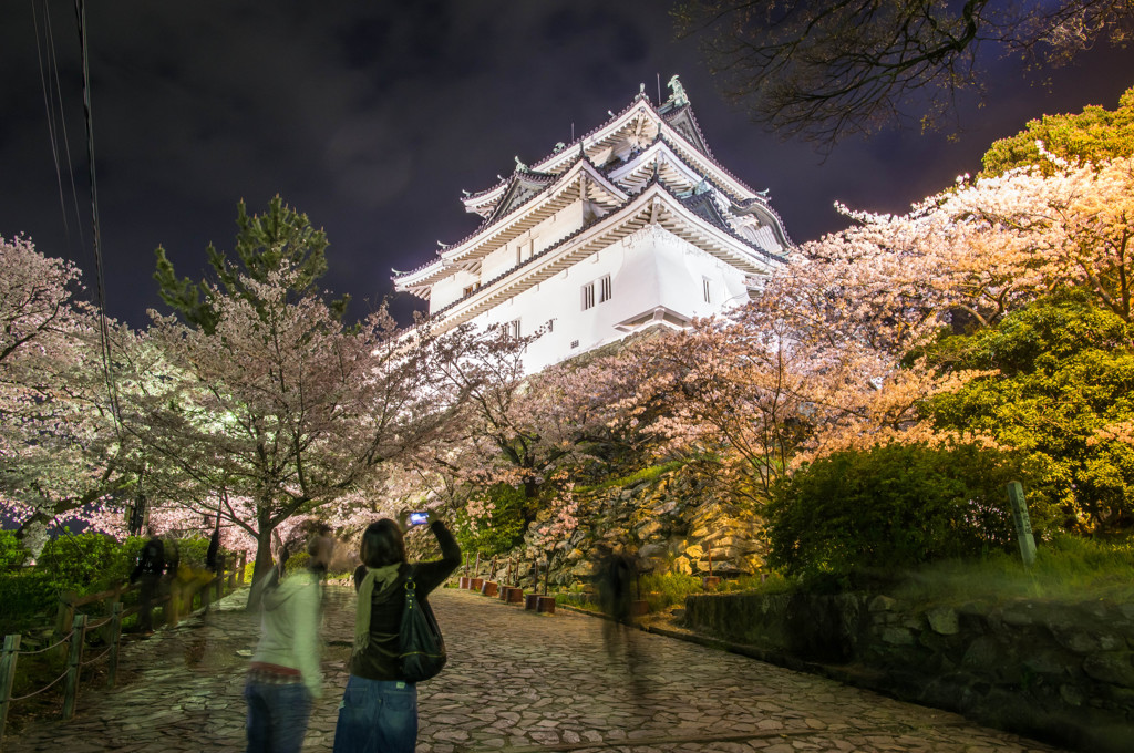 和歌山城と桜