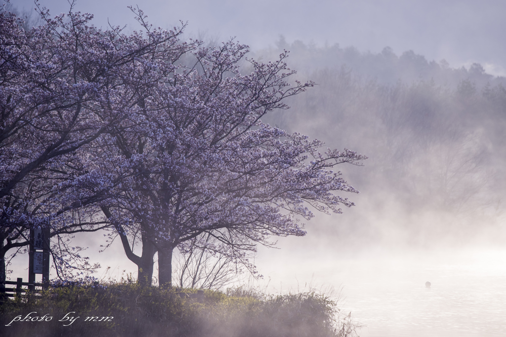 湖上の桜 Ⅱ