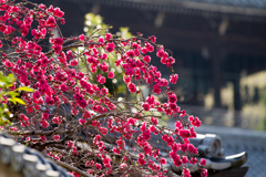 紅の花