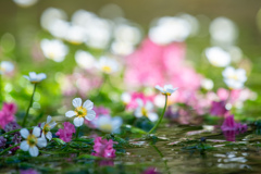 水面の花