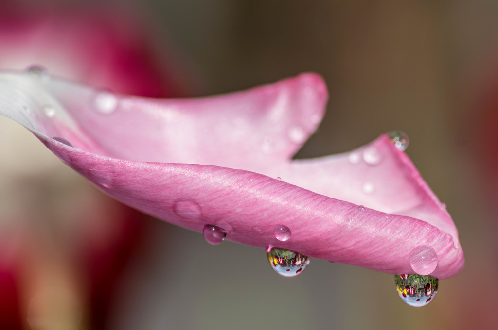 春待ち雫