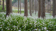 胡蝶花の森