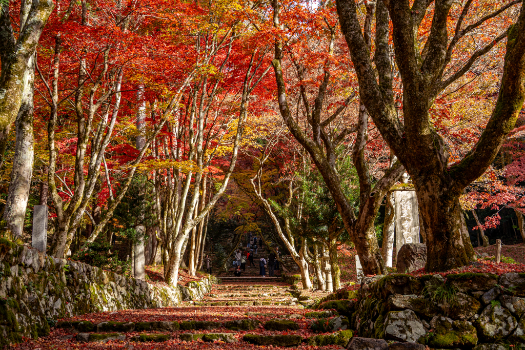 鶏足寺紅葉衣