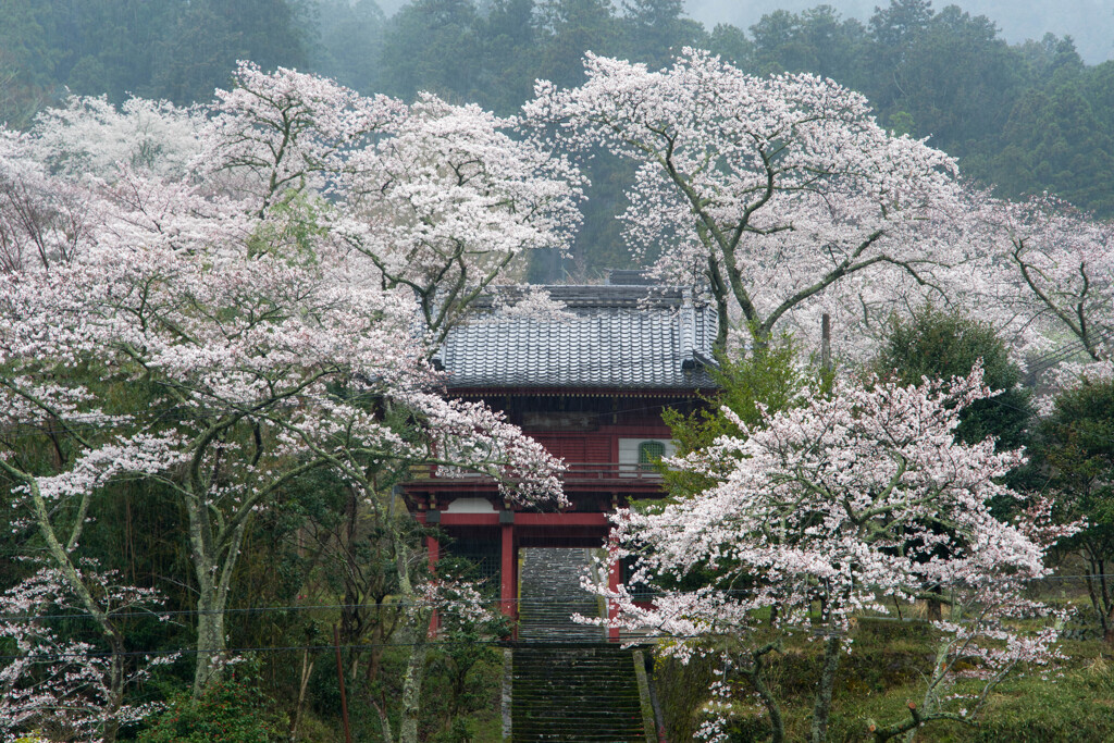 寂寞の雨