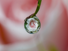 雫の花