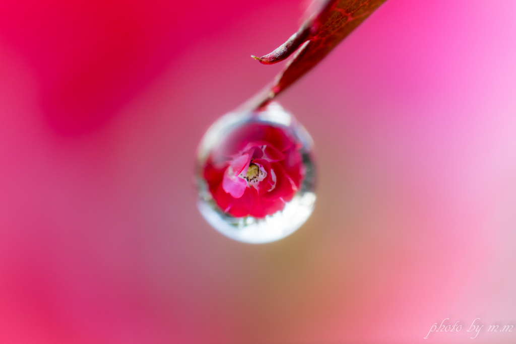 Flower of the drop
