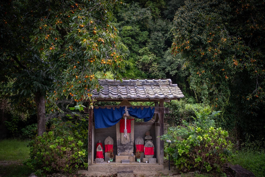 地蔵柿