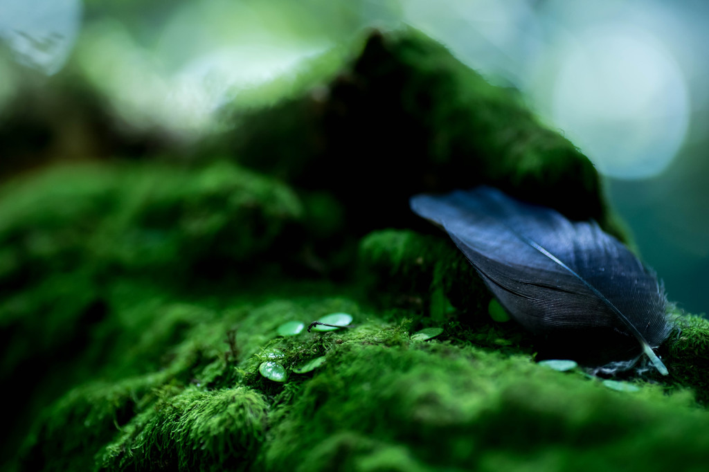 regeneration Ⅱ