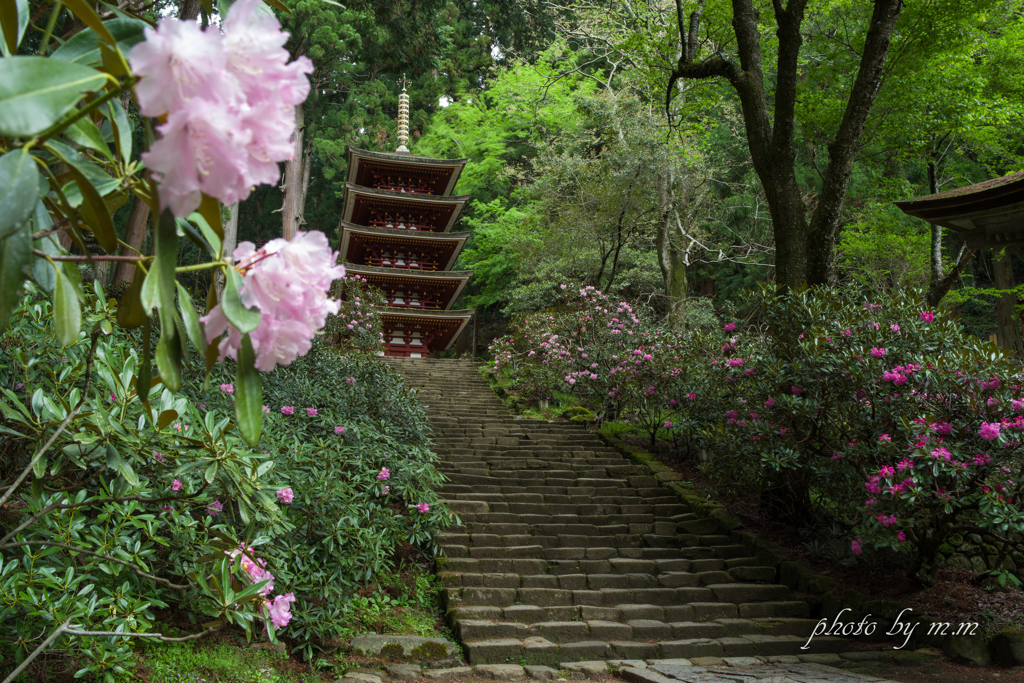 五重塔に咲く花