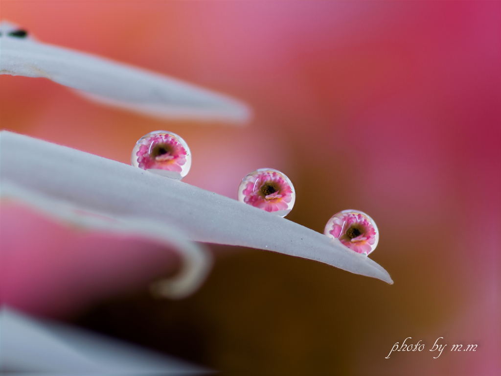 Underwater flowers