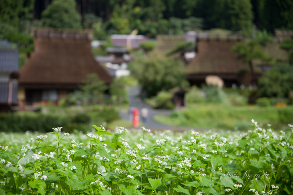 雨上がりのそば畑