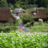 雨上がりのそば畑