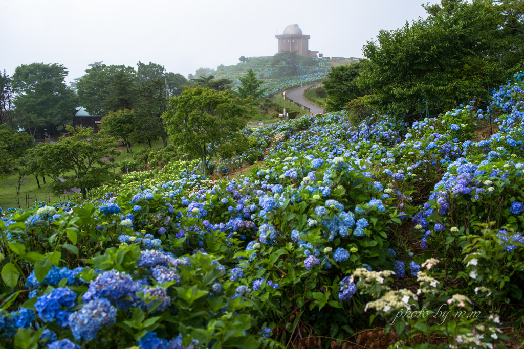 紫陽花の天文台