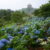 紫陽花の天文台