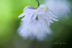 木陰の花