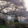 峠の桜