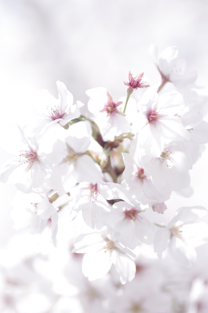110410桜@千里丘