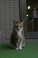 帰りを待つ猫