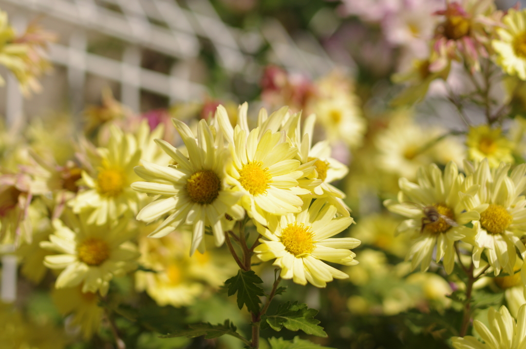 お花