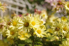 お花